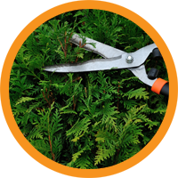 Pensaiden leikkaus - Puutarhasinko