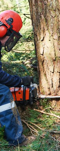 Puun kaato työssä